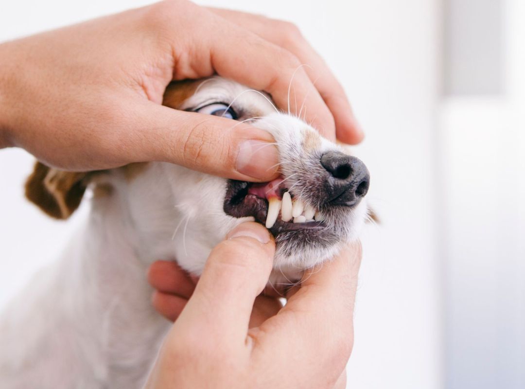 A hands holding a dog's teeth