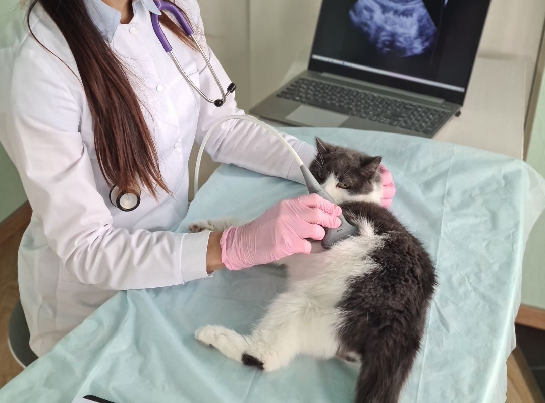 A vet holding an object on a cat
