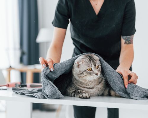 A vet holding a towel over a cat